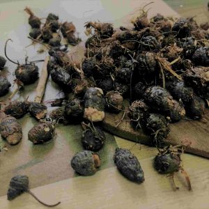 Koraikkilangu/Goraikkilangu(கோரைக்கிழங்கு)50g_PaattiVaithiyapodi