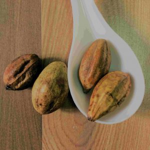 Kadukkai(கடுக்காய்)100g_PaattiVaithiyapodi
