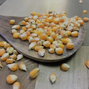Solam/Sorghum(சோளம்)100g_PaattiVaithiyapodi