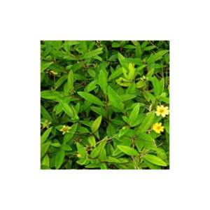 Manjal Karisilanganni Leaves/Elai 100g